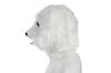 [kitamurasyokai] [Moving Mouth] Pakupaku Animal Realistic Animal Masks Featuring Dog, Poodle, Chicken, Gorilla, and Lion Faces, Costume Masks, Party S