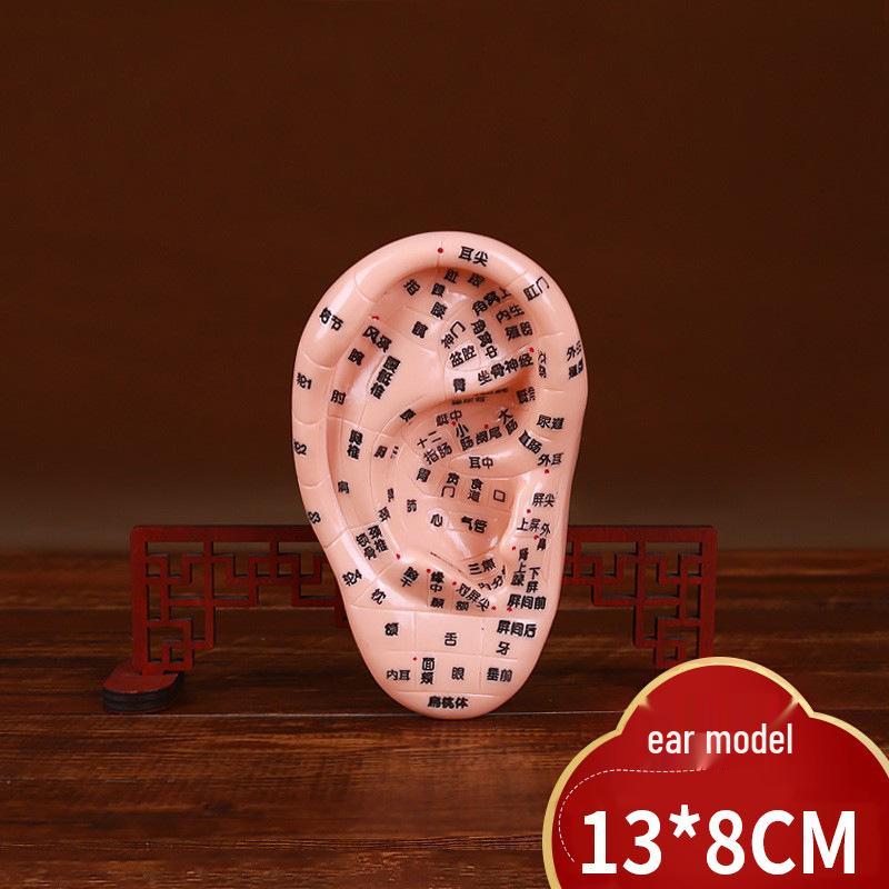Clear Acupoint Engraved Ear Model for TCM Massage and Teaching