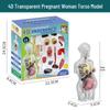 STEM Educational Human Skeleton Model for Kids: Cognitive Science & Organ Assembly Toy