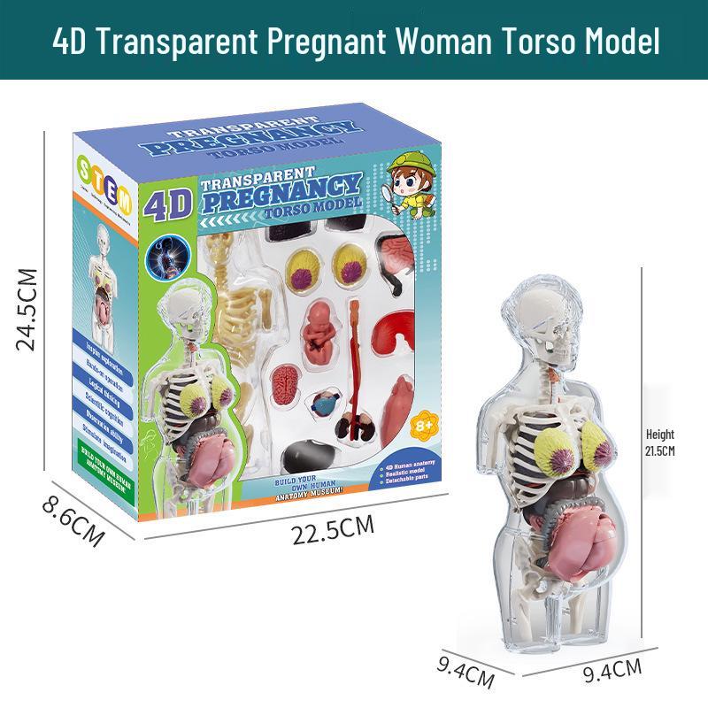STEM Educational Human Skeleton Model for Kids: Cognitive Science & Organ Assembly Toy