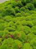 Jardinagem e paisagismo – Grama artificial