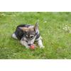 Jouet pour chien - kerbl - rugby toyfactic - turquoise/rouge - 12x7,5 cm - résistant