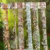 Zucker Poesie Weißtinte Band: Garten Zaun Serie - 6 Aquarell Gartenlandschaft Stile für Journal Dekoration Aufkleber