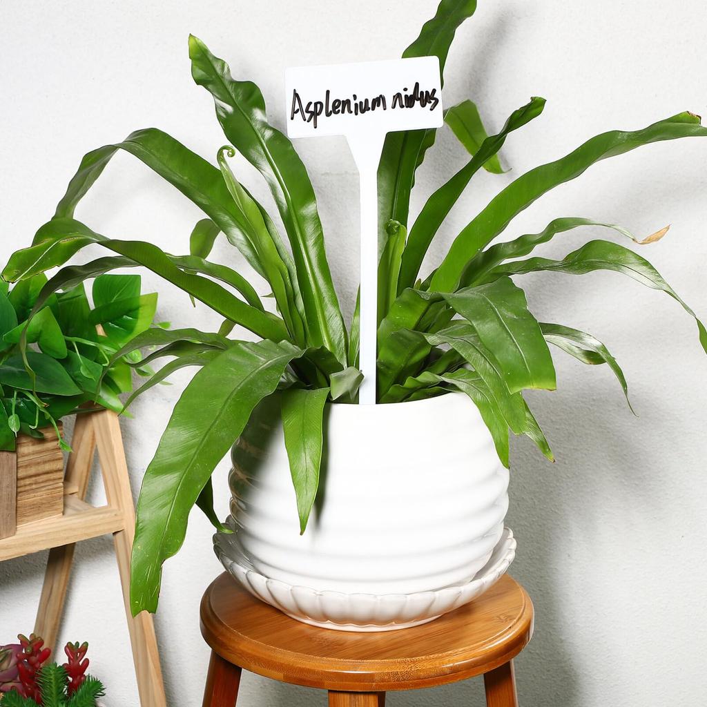 Lurrose Ogrodnictwo Roślina Ogrodnictwo 35 Plastikowa Roślina Bonsai Pisz Wymaż Łatwe do Narzędzia Florystyczne Etykiety, Etykiety, Etykiety, Sztuki, W Kształcie T, Materiał,