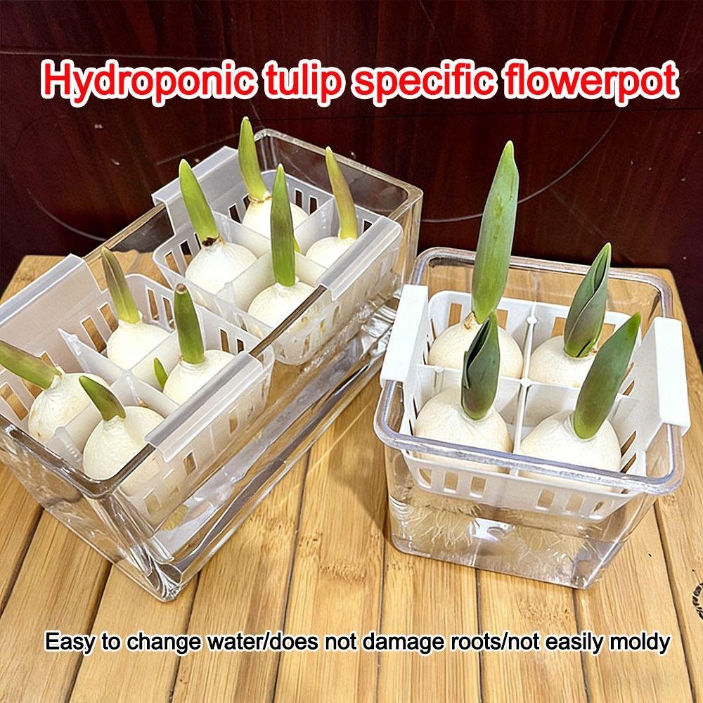 With Breathable Support Basket Tulip Hydroponic Flowerpot Clear Hydroponic Planter  Home Decoration