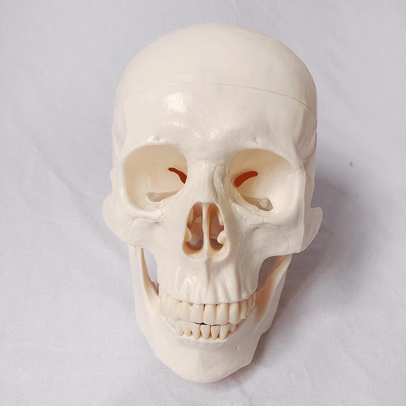 Detachable Full-Body Human Skeleton Model for Teaching & Study