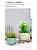 Kalanchoe Desert Mountain Rose Ceramic Succulent Pot with Tray & Silk Flower