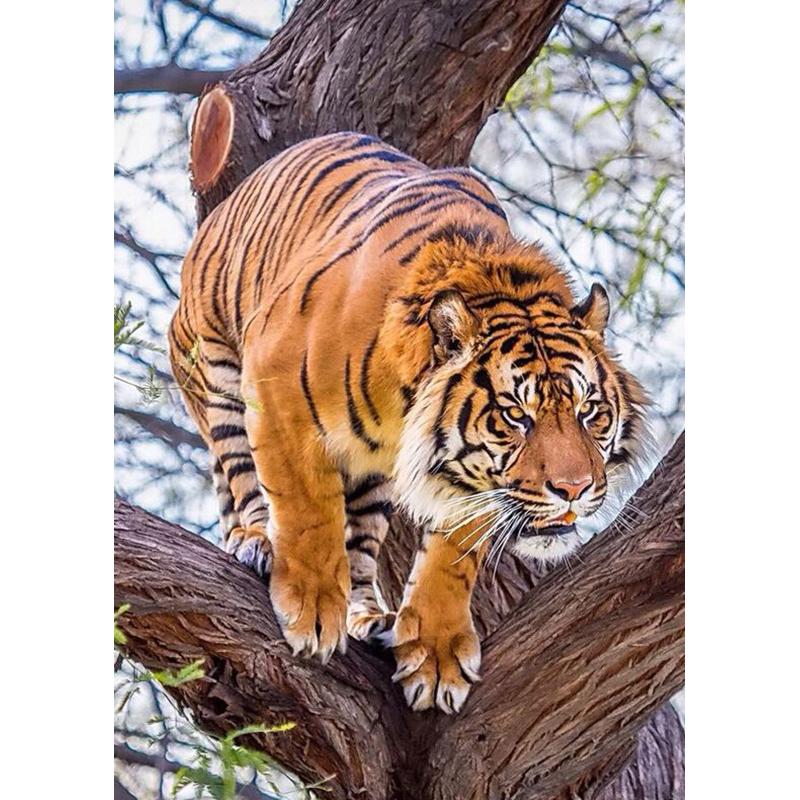 5D DIY-diamantmaleri helrundt bor Dyr tiger korssting mosaikkkunst oljemaleri diamantbroderi hjemmedekorasjon