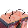 35/50-fache Hautmodell Menschliche Anatomische Haut Haarstruktur Vergrößertes Modell Anatomie