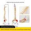 Adult 1:1 Human Spine Model for Chiropractic Practice - Cervical, Lumbar, and Skeleton Display