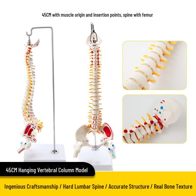 Adult 1:1 Human Spine Model for Chiropractic Practice - Cervical, Lumbar, and Skeleton Display