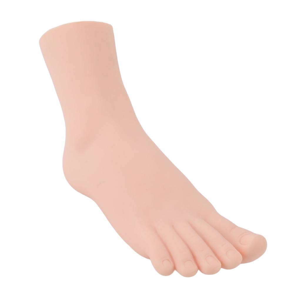 Weibliches rechtes Fußmodell Simuliertes Fußmodell Realistisches Fußmodell für Fußmassage Socken Schuhe Display