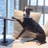 Wiatroodporny Sweter dla Psa, Ciepły Sweter z Golfem dla Dużych Ras Greyhound Whippet, Strój dla Dużego Psa Wiatrówka 5XL Wzór w Kratkę