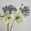 Luxury Fake Agapanthus Flowers Branch 75cm Long Branch Fake Lotus Flower Plastic Artificial Flower Home Decor