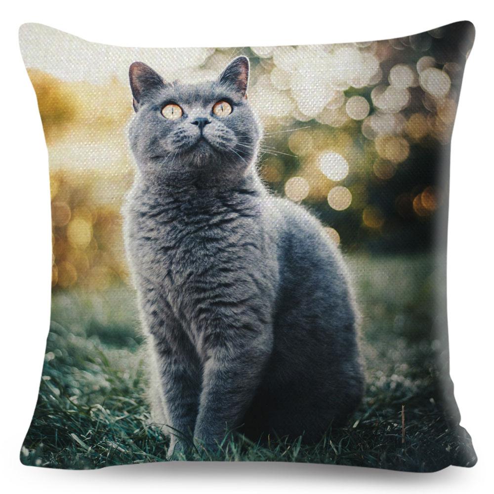 Housse de coussin British Shorthair bleu russe, taie d'oreiller en Polyester, décoration de chat mignon, Animal de compagnie, pour canapé, maison, voiture