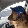 Corduroy Dog Hat UV Protection Outdoor Hat Cute Mesh Hat  Spring Summer