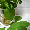 2PCS Coloffice Creative Paper Stickers Simulation Green Leaves Leaves Pads