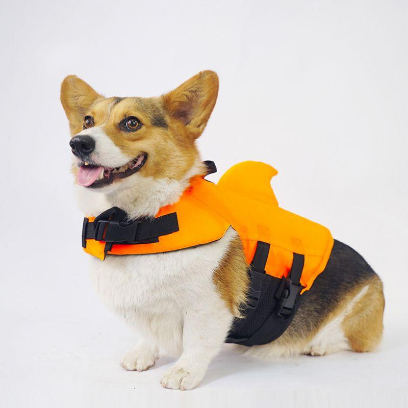 corgi suit jacket