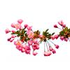 Chojukan Japanese Weeping Crabapple Bonsai Sapling for Courtyard Planting