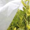 White Winter Plant Protection Cover Non-woven Fabric Garden Warm Protection Cloth  Farm Supplies