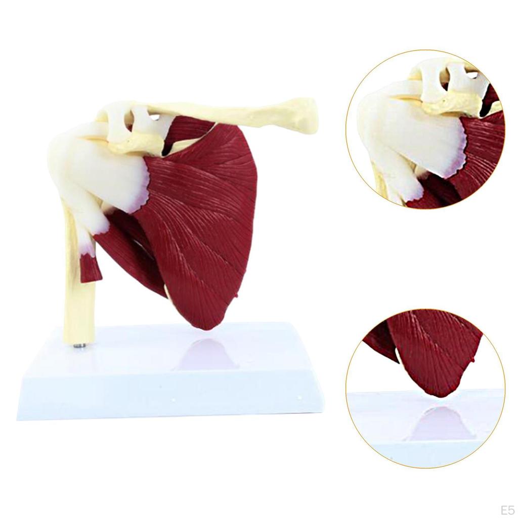 Modelul articular uman afișează mișcarea instrument didactic educațional cu ligamente și mușchi