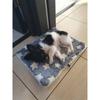 Blue With Star Plush Pet Blanket Mat Warming Soft Flannel Thickened Pet 69x52cm