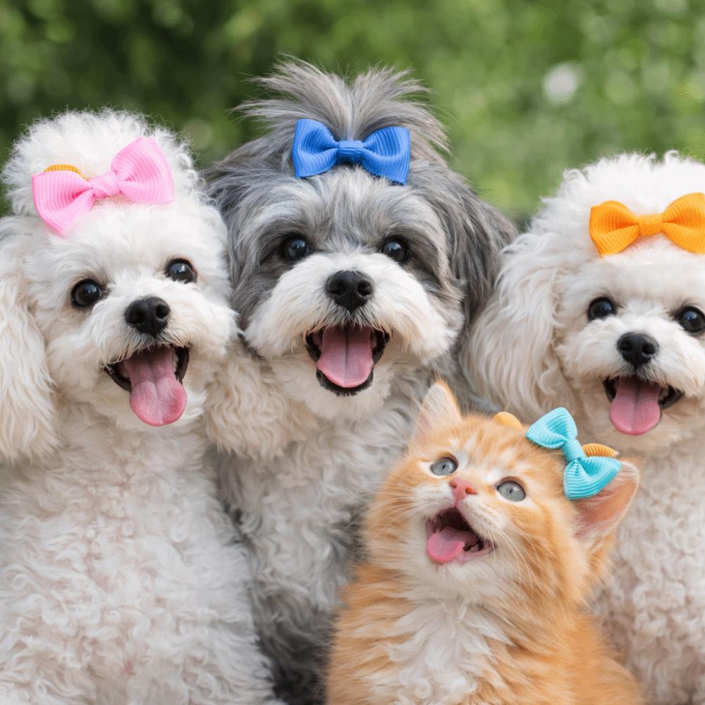 10/20/30pcs Pet Dog Grooming Hair Bows Hairpin Small Puppy Hair Bows Pet Hair Accessories Elastic Bands Pet Hair Ties