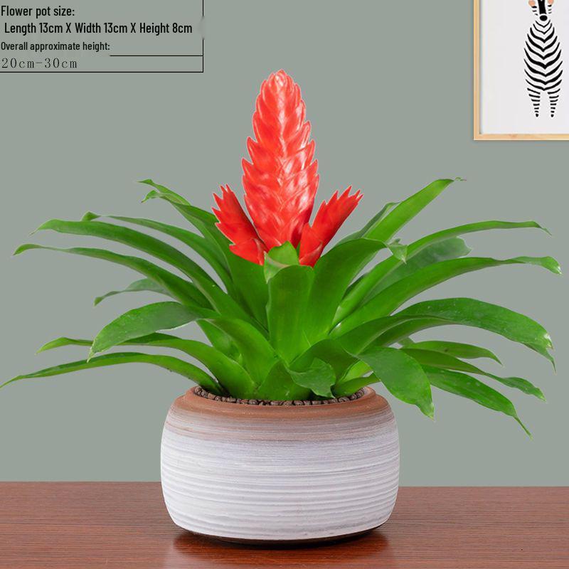 Jade Fan: Indoor Easy-Care Green Plant for Wealth & Blooms