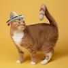 Cat Sombrero Cat Hats Bandana Scarf Rainbow Scarf Pet Straw Hat Cinco De Mayo Pet Hats Mini Sombrero Hat for Cat Puppy Small Dog