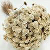 Glixia Suszona Big - (Comanthera, Gliksja) - Naturalny Biały