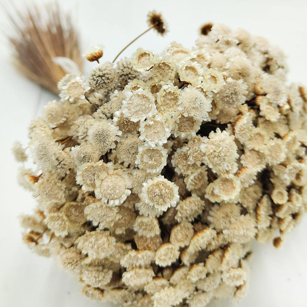 Glixia Suszona Big - (Comanthera, Gliksja) - Naturalny Biały