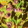 2024 Solar Flower Lantern: Outdoor LED Garden Light with 7-Head Water Droplet Sweetheart Roses