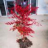 Fire Nandina Bonsai: Old Specimen Seedling for Indoor/Outdoor Use, Potted for Courtyard Garden, Living Room, or Balcony.