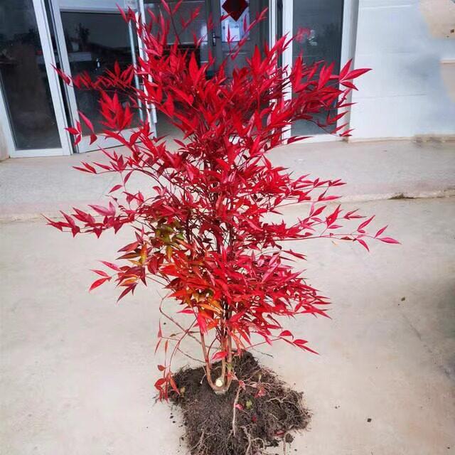 Fire Nandina Bonsai: Old Specimen Seedling for Indoor/Outdoor Use, Potted for Courtyard Garden, Living Room, or Balcony.