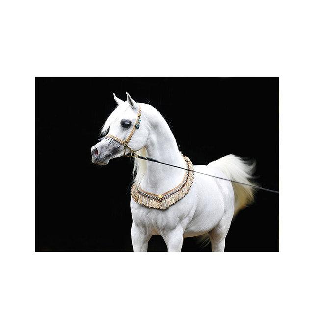 Modernes weißes arabisches Pferd, Leinwandgemälde, Wandkunst, Bilder, Tierposter und Drucke für Wohnzimmer, Heimdekoration, Cuadros