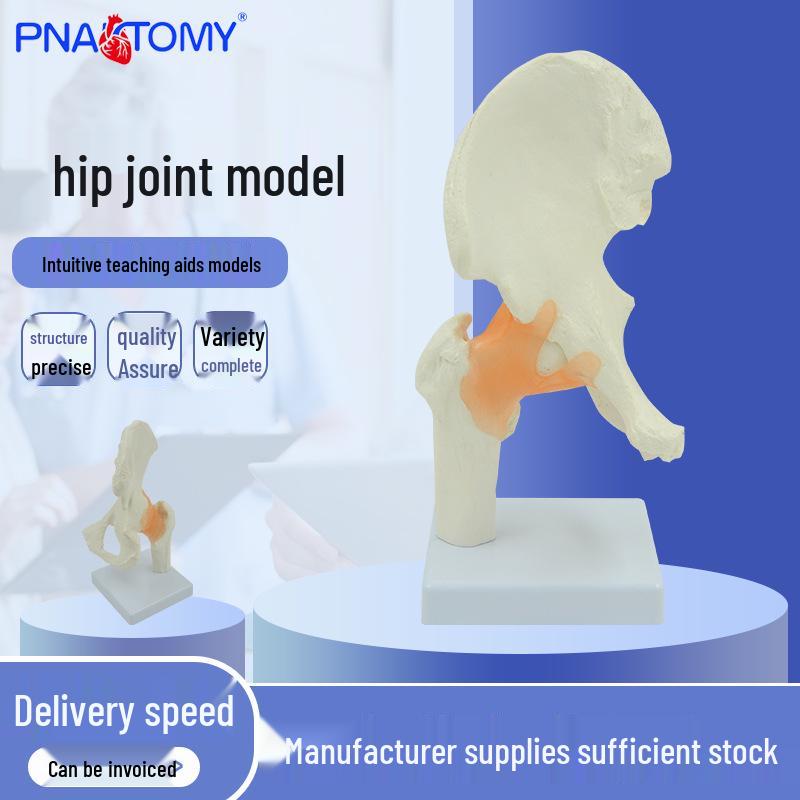 1:1 Human Hip Joint Model with Ligaments - Anatomical Teaching Aid for Doctor-Patient Communication PNT-0204