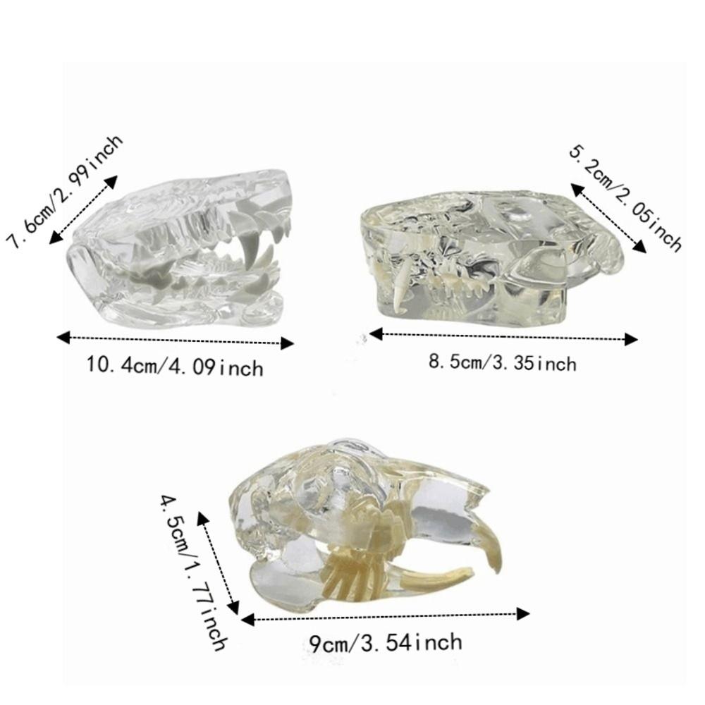 Educational Dog Tooth Model Transparent Dental Teaching Canine Animals Oral Tooth Jaw  Decoration