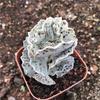 Elegant Sparrow Fan Succulent Collection - White, Expensive, and Black Variants in Small Potted Plants