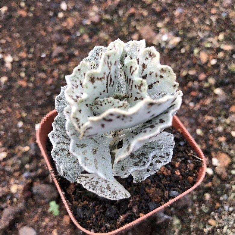 Elegant Sparrow Fan Succulent Collection - White, Expensive, and Black Variants in Small Potted Plants