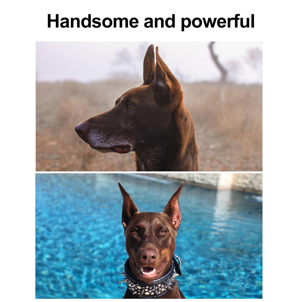 1 Pair Dog Ear Support Patch Dog Ears Stand Sticker Ear Fixed Correction Vertical Holder