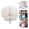 TENDYCOCO Human Brain Model: Human Brain Anatomy Model with Display Base, White for Learning Science Classroom Research Display Medical Education