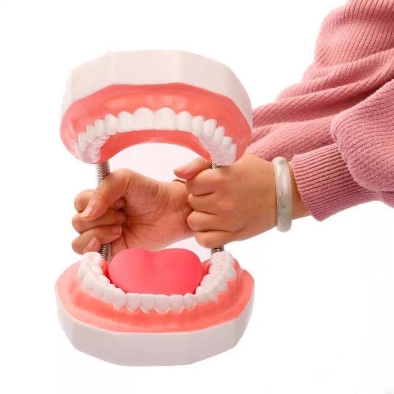 Giant 6X Dental Teaching Model