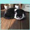 Sleeping Realistic Cat Plush Fake Fur Animal Toy Home Decor Props Photography