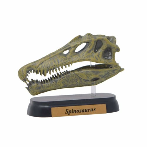 Dinosaur Spinosaurus Skull Mini Model (FDW-503)