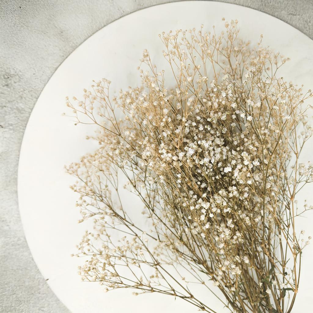 Gipsówka Stabilizowana - (Gypsophila) - Naturalna Biała