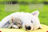 Dogs, Cats, and Pets (Gakken's Illustrated Encyclopedia LIVE)