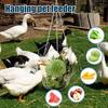 Hanging Chicken Feeder Large Poultry Vegetable Fruits Feeding Basket with Hanging Chain Veggie Treat Ball for Chicken Coop Accessories