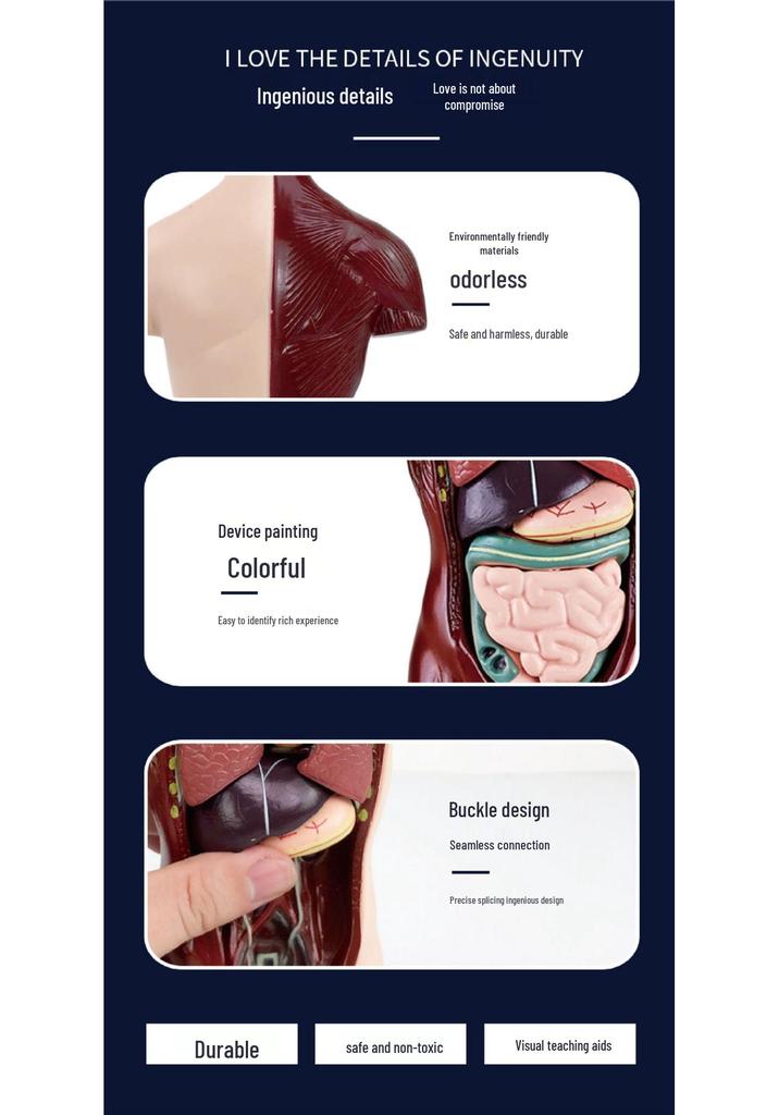 Customized Human Torso Anatomy Model for Children's Science Education