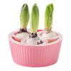 Ghiveci Hidroponic cu 3/5 Găuri Container pentru Bulbi de Lalele Narcise Plante de Interior Plantare în Apă Ghiveci Accesorii Grădinărit