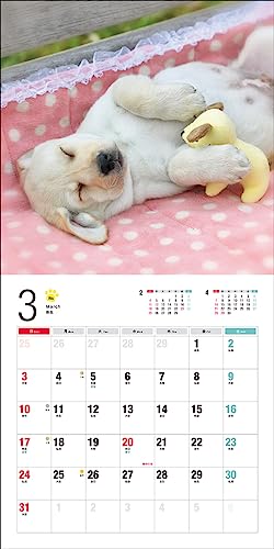 Calendrier 2024 Labrador Retriever (Calendrier Seibundo Shinkosha)